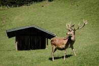 __Wild-___Erlebnispark_Ferleiten_Hirsch