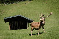 __Wild-___Erlebnispark_Ferleiten_Hirsch